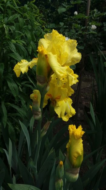 Iris germanica "lemon twist" - Gradina si terasa PrimaLuce_7-Hello 2020
