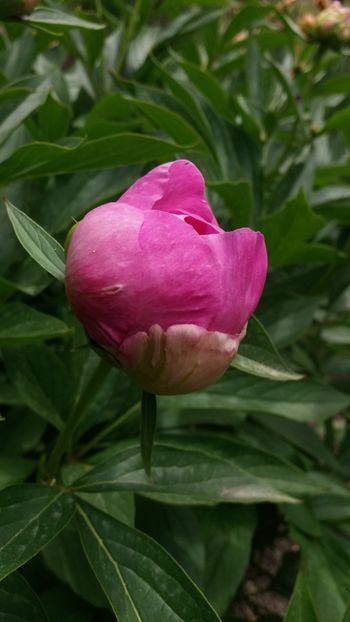 Paeonia pink spp - Gradina si terasa PrimaLuce_7-Hello 2020