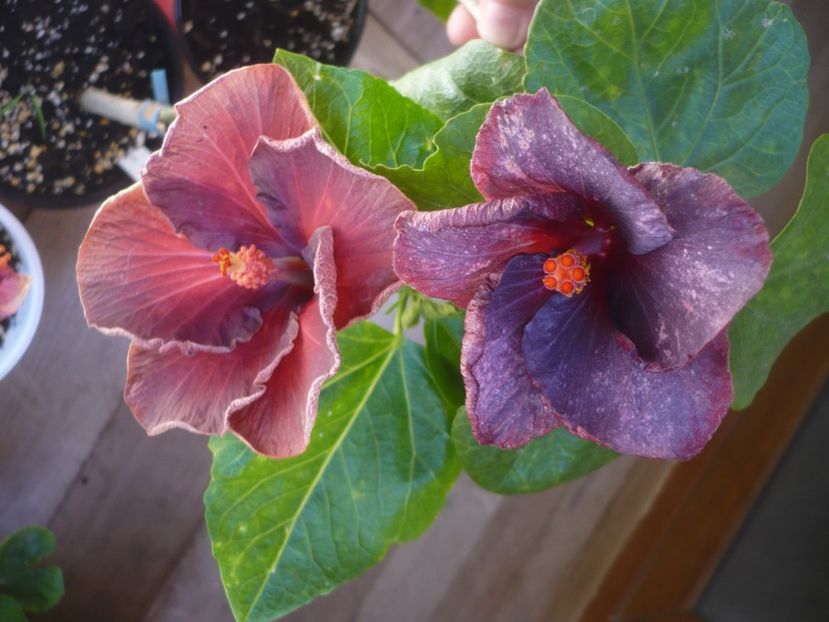 P1440195 - HIBISCUSI 2020-1