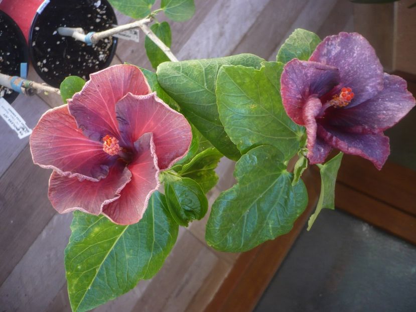 P1440196 - HIBISCUSI 2020-1