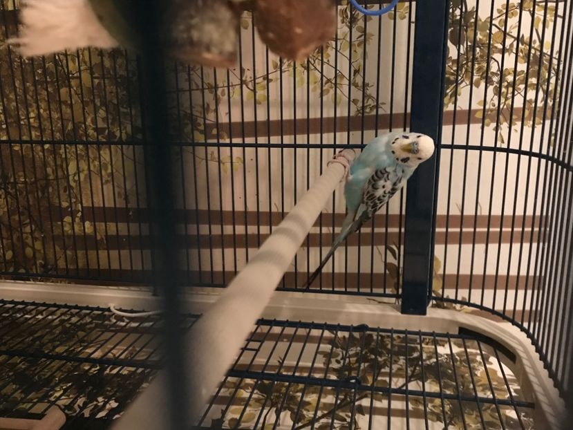 1A051FD6-E145-4322-921F-96DE7E88758B - Perusii mei 2017