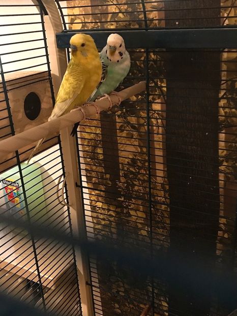 9927BC33-B4EC-4C5F-AB83-78F929F2E0D3 - Perusii mei 2017