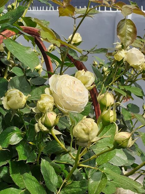  - Palais Royale 2020