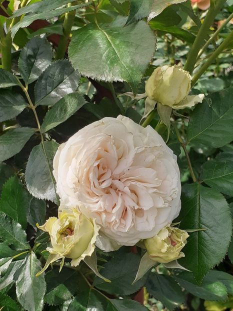  - Palais Royale 2020