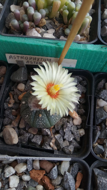 24.05.2020 - Astrophytum asterias
