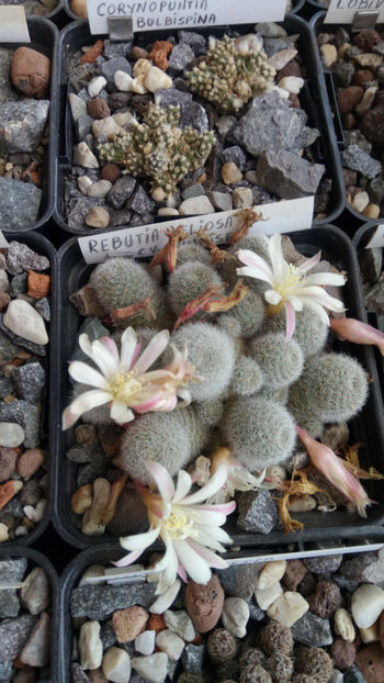 24.05.2020 - Rebutia heliosa cv sunrise