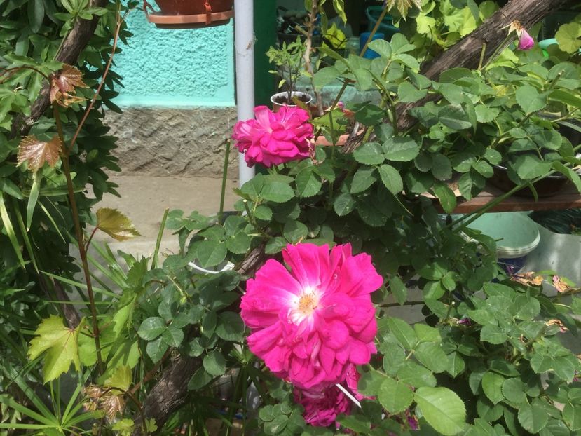 9DE6383B-B156-4FB1-BBE2-C20280C04AC1 - Trandafiri 2020