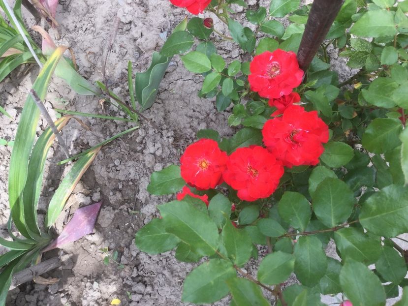 DAD76C01-E68A-4C5A-8306-737A0F3BE7F3 - Trandafiri 2020