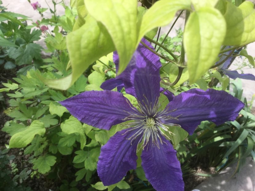 5FF31F53-0007-4D91-8EA9-26005FB49814 - Trandafiri 2020