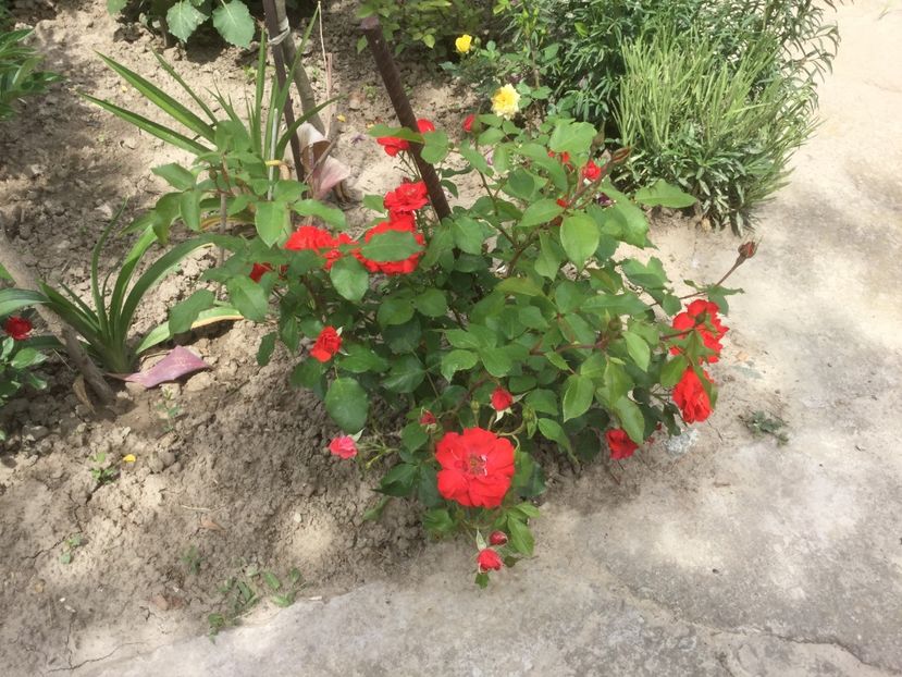 801C0112-F1E5-4FD2-93C0-523298C53E69 - Trandafiri 2020