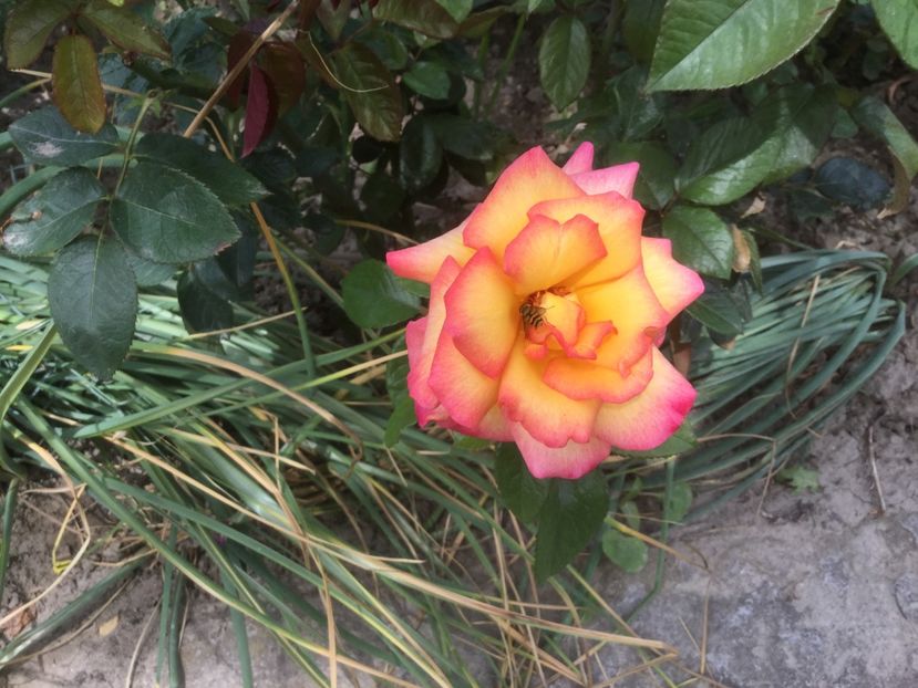 A30D6560-812A-421B-9B1A-ED1017D05C23 - Trandafiri 2020