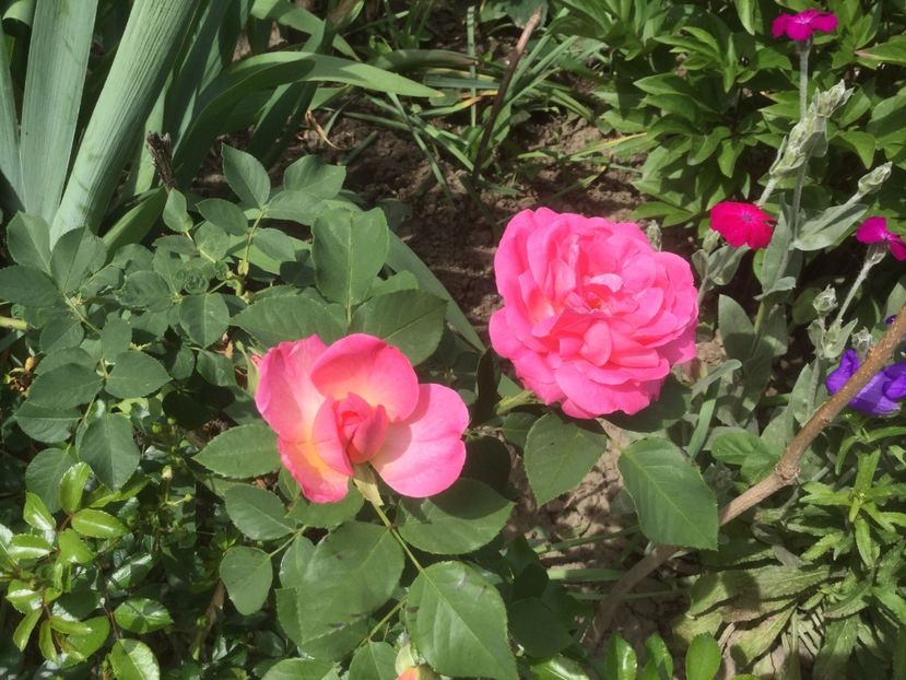 35587735-8EF7-4708-B948-2D851C2676CB - Trandafiri 2020