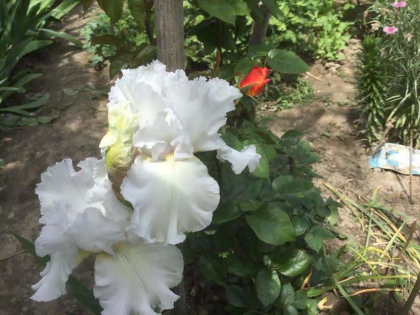 30BA6E02-6B75-4FC6-B829-6454C51B6666 - Trandafiri 2020