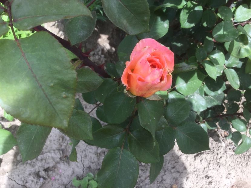 10668A5C-B4F4-4B9A-A4F0-6E3F2ACF28F2 - Trandafiri 2020