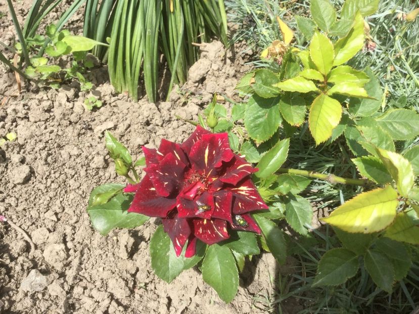 240645C2-8368-42AB-8F02-B55ECC04D80F - Trandafiri 2020