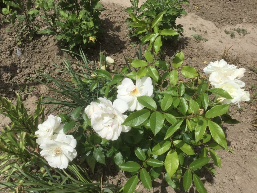 1693F8E0-54D8-4074-A5DC-086AF8C27539 - Trandafiri 2020