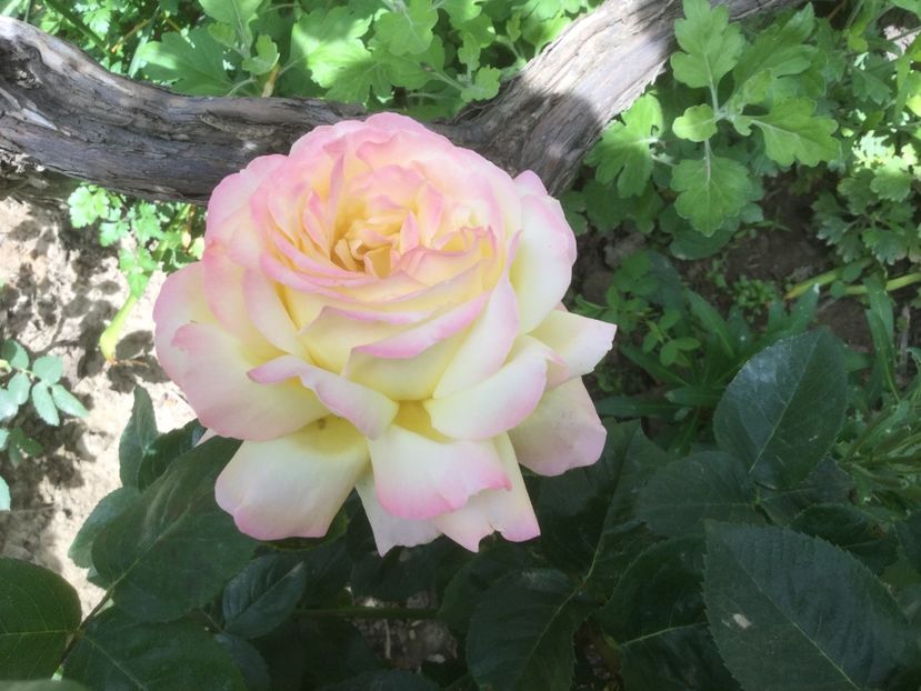 DA579DCE-A794-4F19-8B17-E54E844C7A43 - Trandafiri 2020