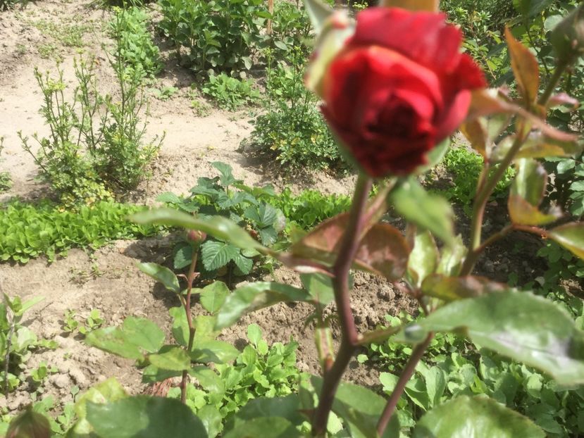 520FF1C6-E15B-4486-8046-5A9B12BDABBC - Trandafiri 2020