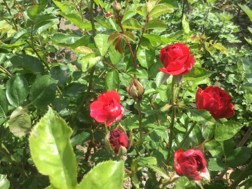 8548C966-571F-4561-B764-031E93EC40FE - Trandafiri 2020