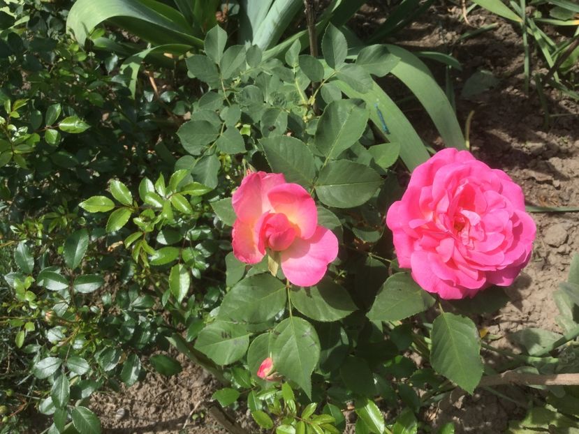 8810A70B-CF17-4A6F-9154-7C213B23E34A - Trandafiri 2020