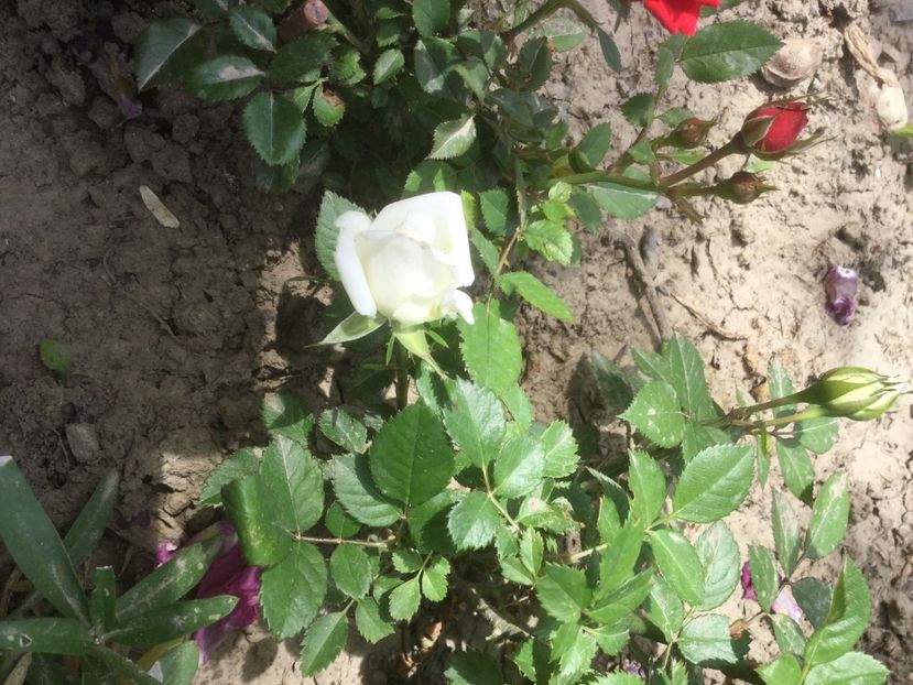 1320038C-AC43-445B-B2B6-2E774909BEBD - Trandafiri 2020