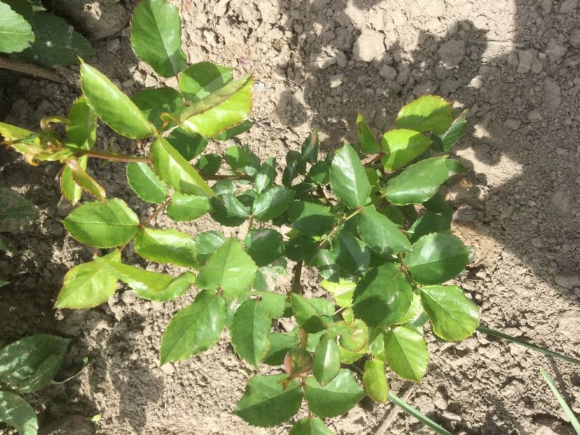 3CAA372A-D3E0-488C-8E75-42F67BF9CC73 - Trandafiri 2020