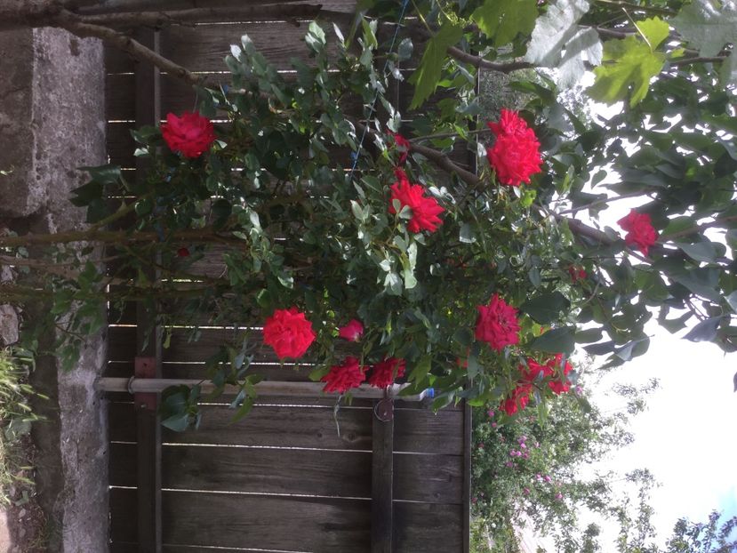 168E44A4-379C-4F47-A531-4F57433EB2C5 - Trandafiri 2020