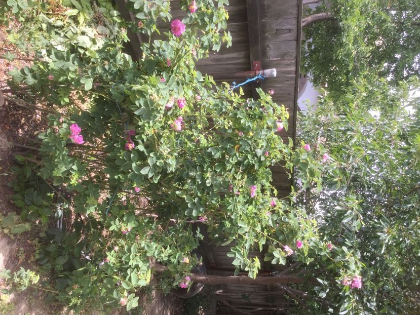 8D596F62-F75D-4642-ADAB-9CD85C3515A7 - Trandafiri 2020