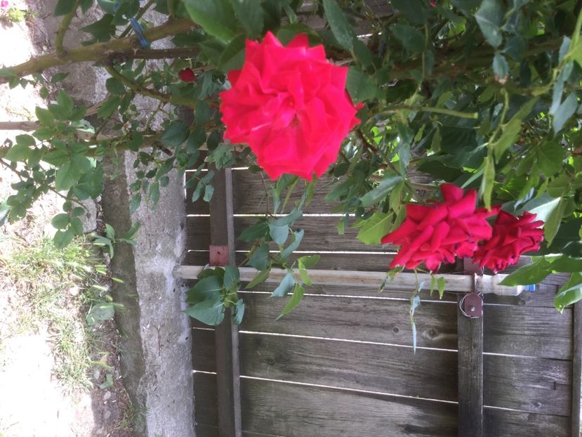 A86594CD-D494-44B4-A379-7E38C36C2705 - Trandafiri 2020