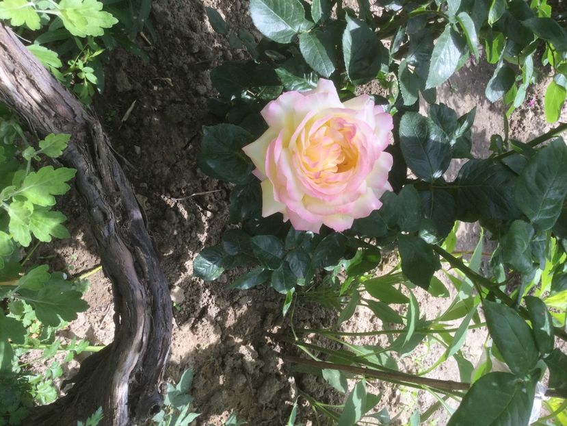 DFC1A0F0-7D0B-4B87-ACD5-0C80E34915C9 - Trandafiri 2020