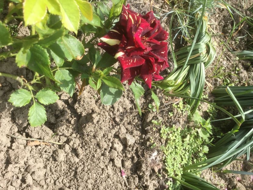 D862F2A2-3CAA-4AC5-AB0C-752F68A59188 - Trandafiri 2020