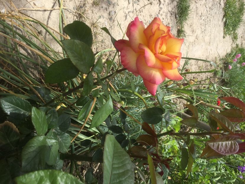 1BA1FE5F-1F7C-47AD-91B8-1C94D9DAD85C - Trandafiri 2020