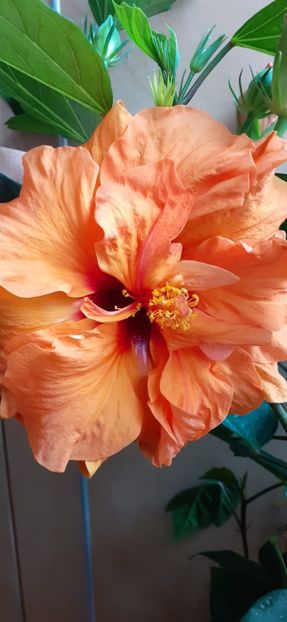 Panorama - Hibiscus 2015-2024
