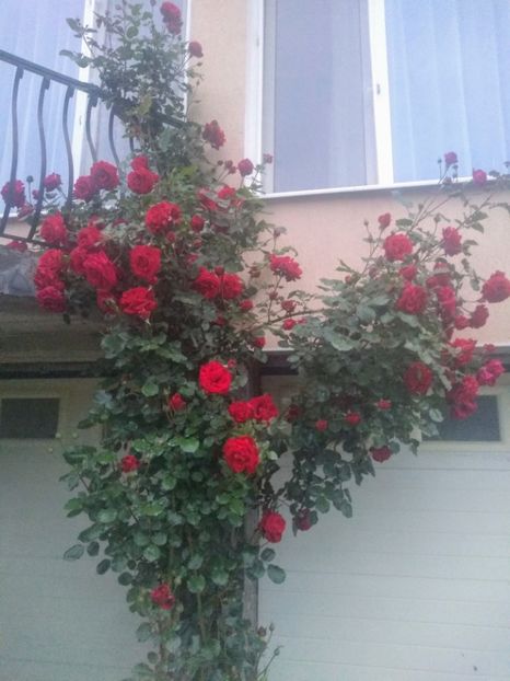 sympathy - Trandafiri 2020