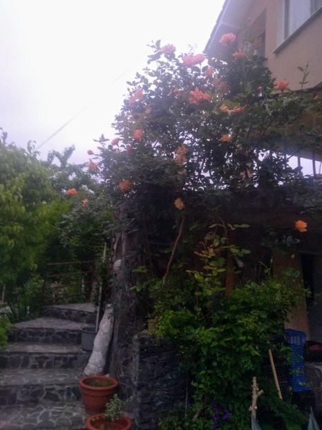 sutter"s gold - Trandafiri 2020