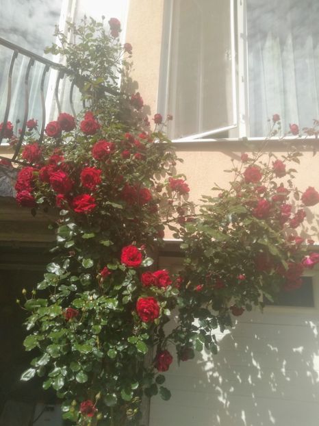 sympathy - Trandafiri 2020