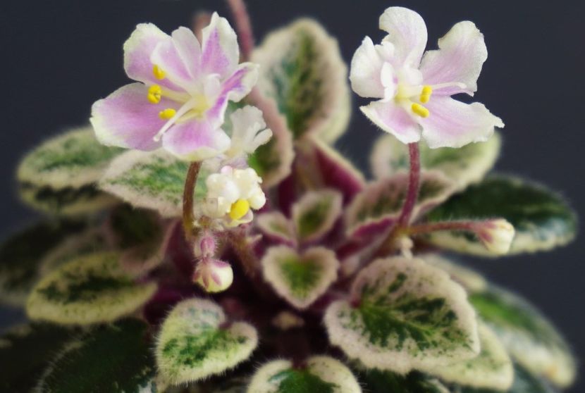 DE76D011-D8E1-4900-9336-212CD72EC399 - Wee Bee