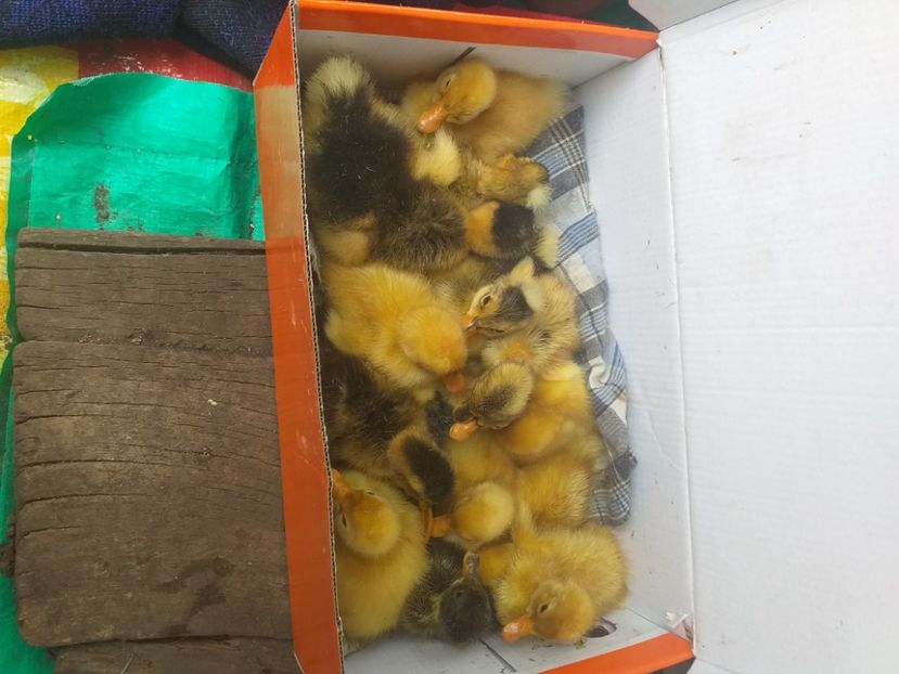  - Boboci de rata mai 2020