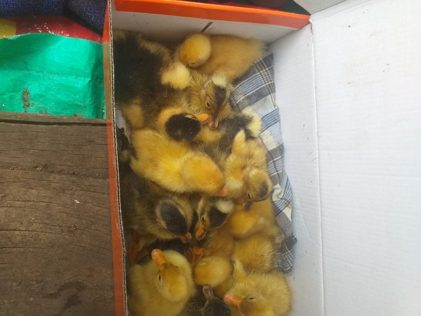  - Boboci de rata mai 2020