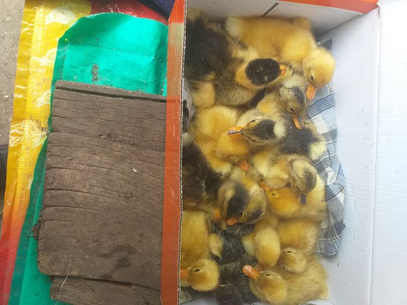  - Boboci de rata mai 2020