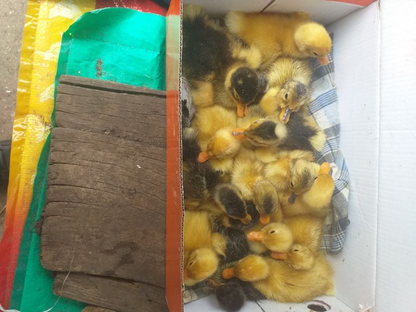  - Boboci de rata mai 2020