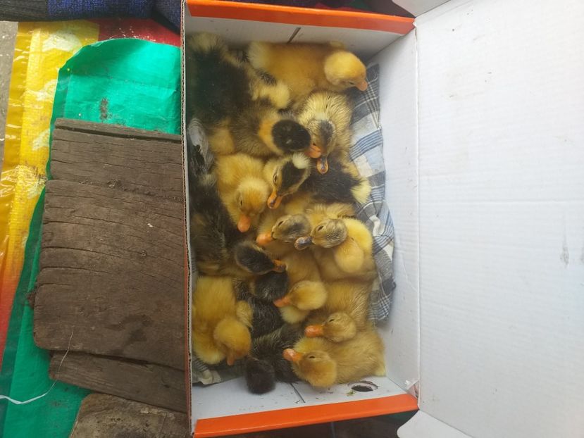  - Boboci de rata mai 2020