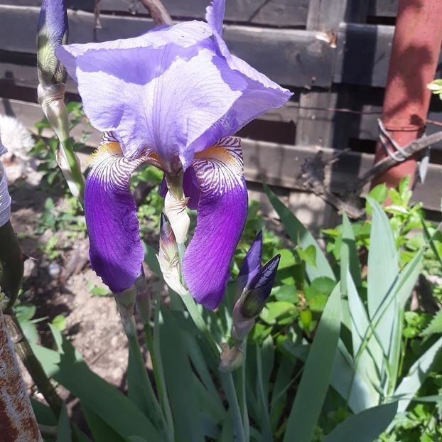  - Violete