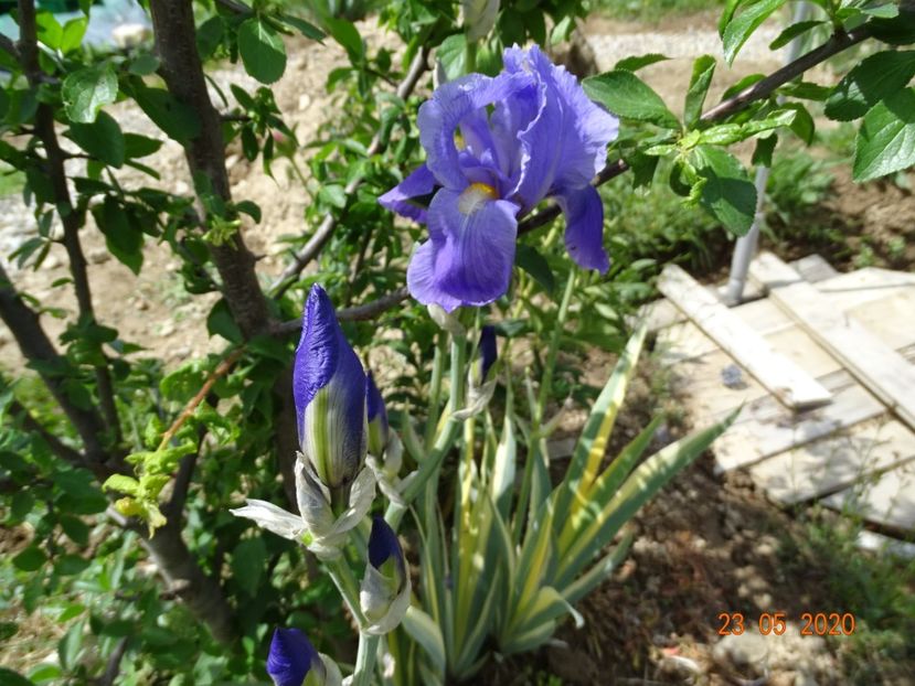 pallida variegata - Irisi si bujori 2020