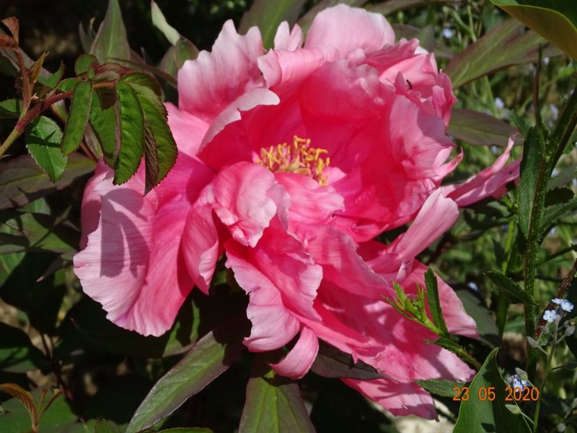 pink anthesis - Irisi si bujori 2020