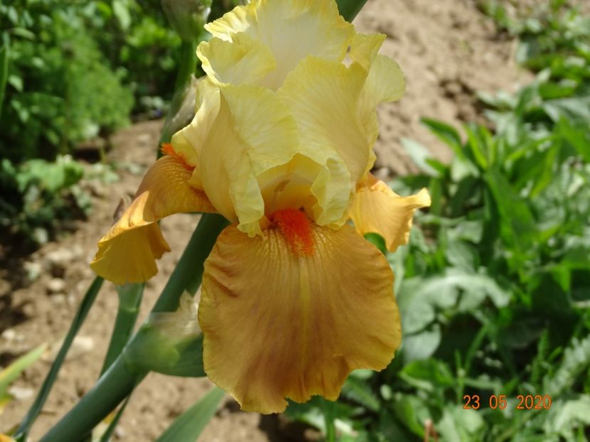 Spiced Custard - Irisi si bujori 2020