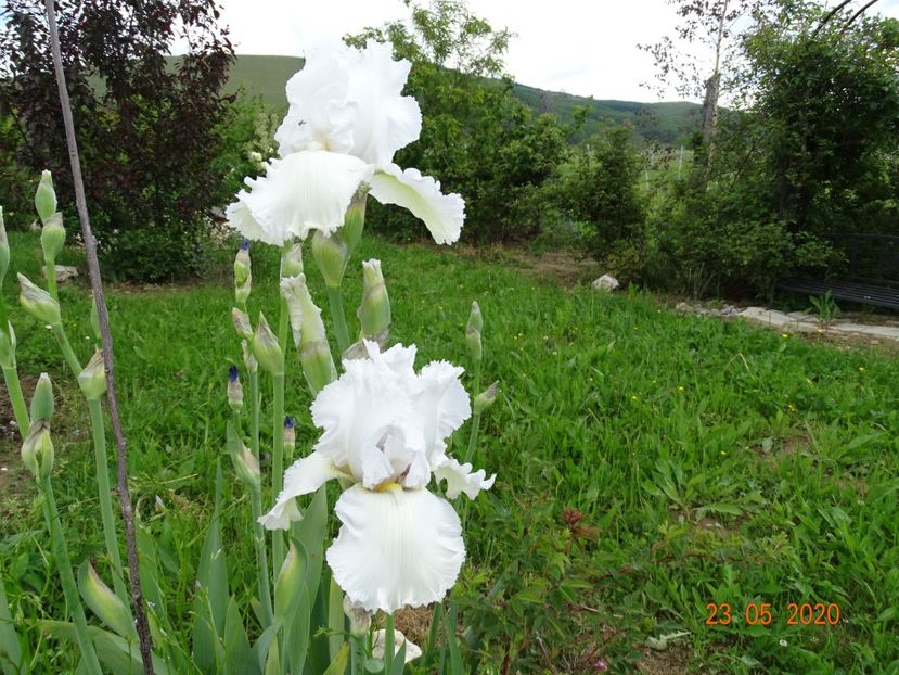 Lacy Snowflake - Irisi si bujori 2020