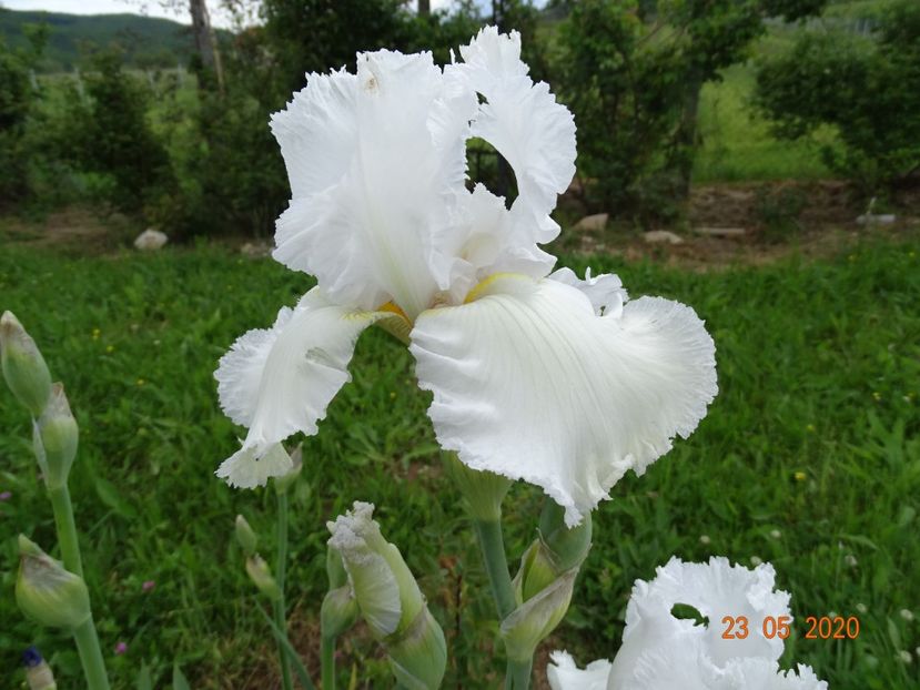 Lacy Snowflake - Irisi si bujori 2020