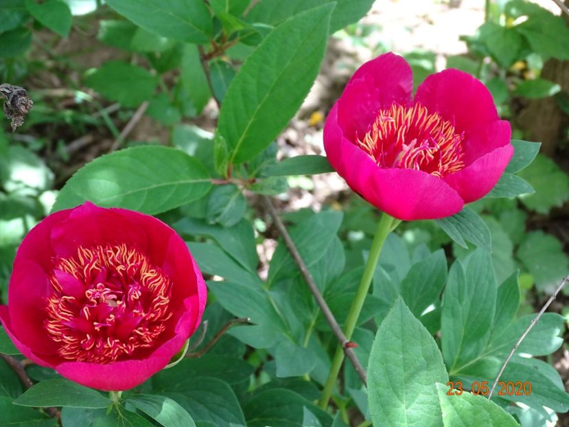 Anemoniflora - Irisi si bujori 2020