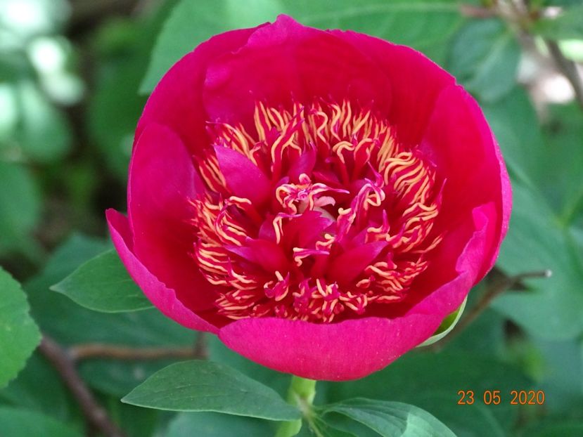 Anemoniflora - Irisi si bujori 2020